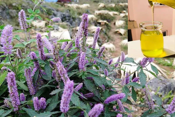 Mật ong hoa bạc hà – đặc sản nổi tiếng của vùng cao nguyên đá 6 Mật Ong Hoa Bạc Hà