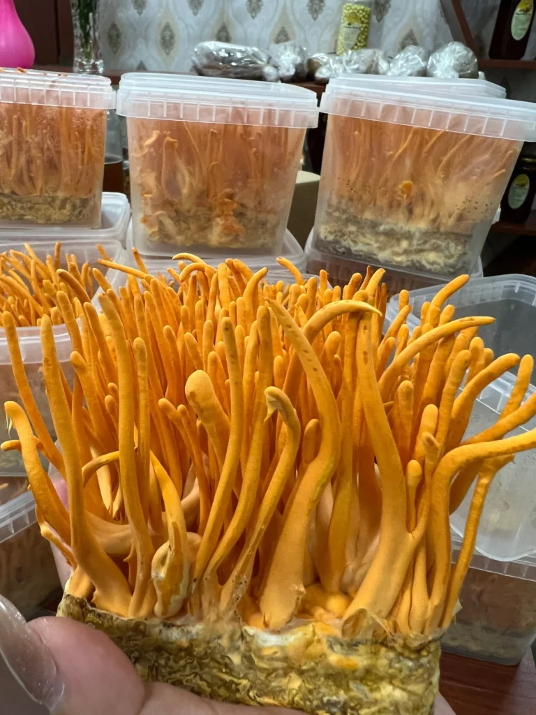 Nấm đông trùng hạ thảo ngâm mật ong có tốt không 4 Z3273450768367_2d76cfae18b39d3739529f741eecce2c