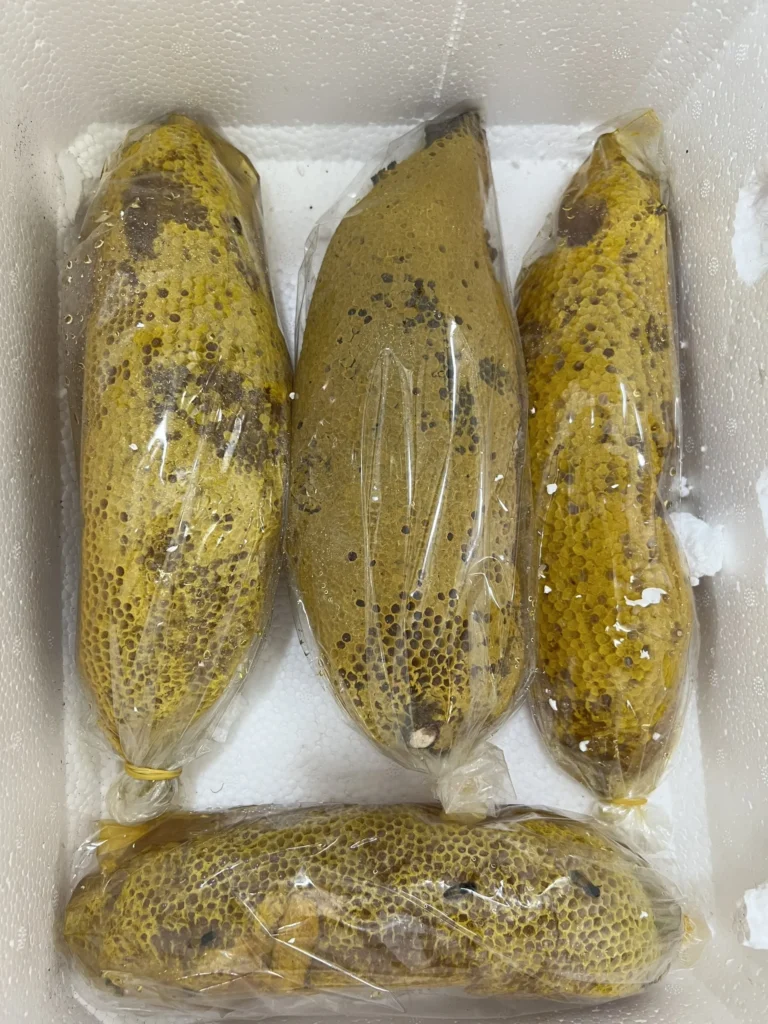 Tổ ong ruồi thường được làm tổ ở đâu? 7 Z3420017598101_dcd8bf7058f280f47ed31bc34c8bf13a