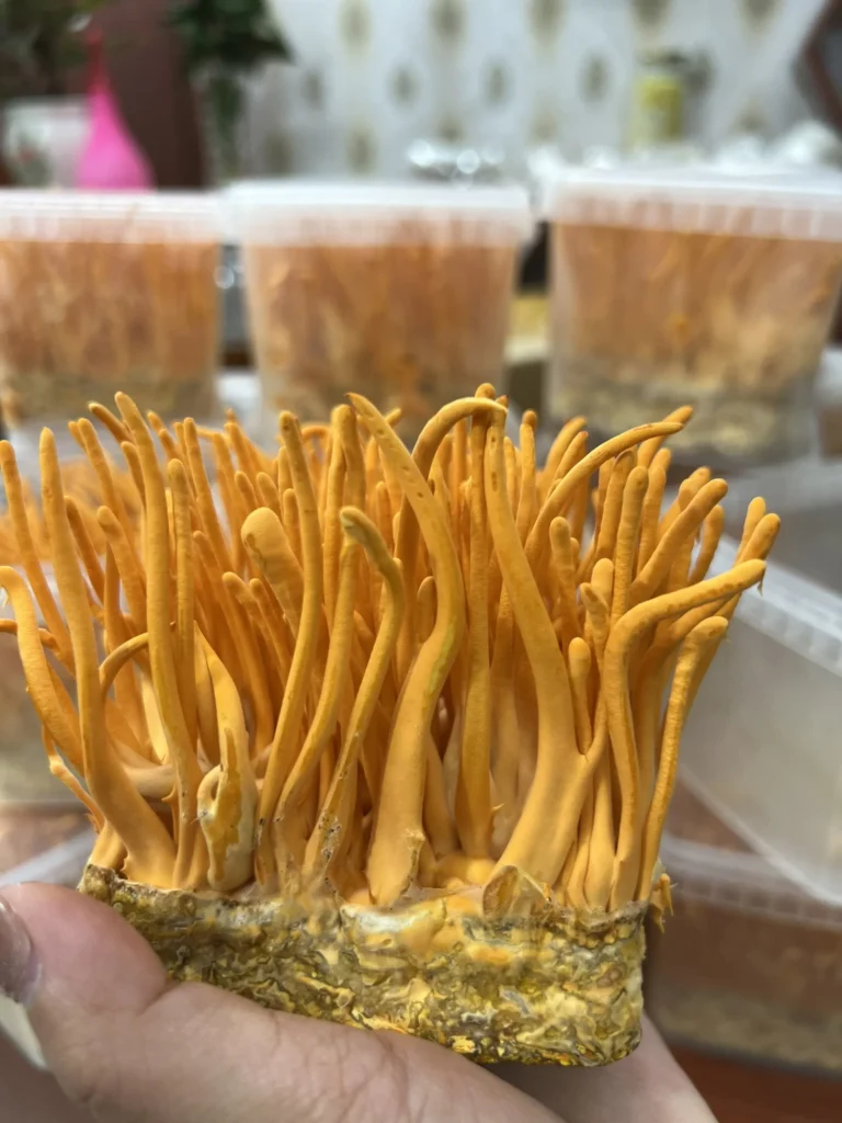 Tác dụng Đông Trùng Hạ Thảo khi kết hợp với Hồng Sâm 8 Z3273450783045_35868d1ac167a9657e90d47a145ce280