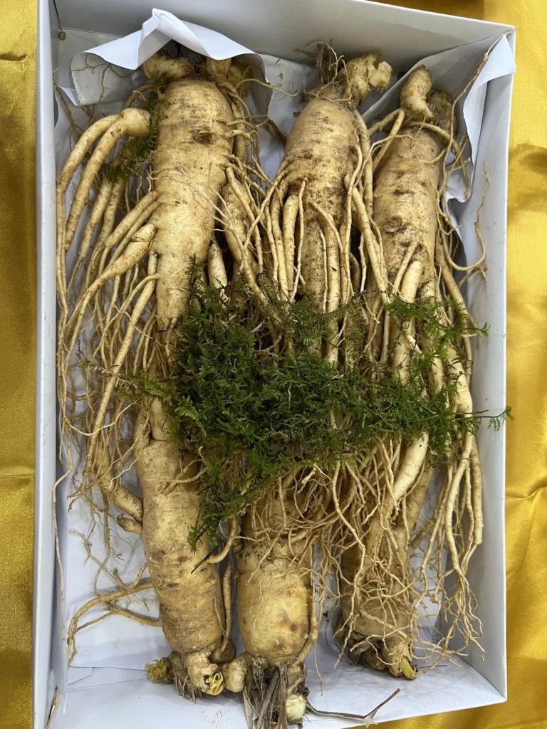 Sâm Hàn Quốc: Công dụng, cách dùng và đối tượng sử dụng 15 Z3459612142015_34b43982dd09df9fbe792e2e3ba19649