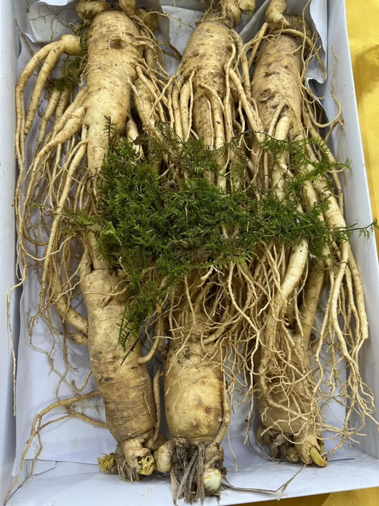 Cách chế biến nhân sâm bồi dưỡng cho người mới ốm dậy 5 Z3459612148334_afc04451587cd63a46b29946dc3dad67