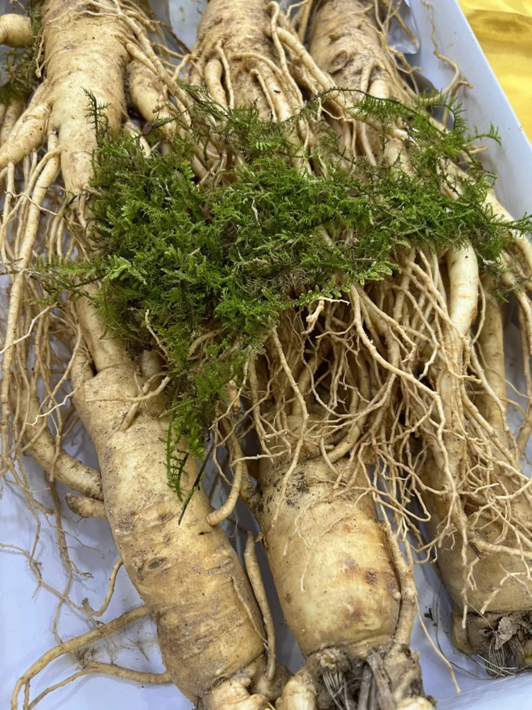 Nhân sâm hàn quốc ngâm rượu có tác dụng gì? Hướng dẫn cách ngâm tốt nhất. 11 Z3459612156153_1d29968f3f1fcea502e2f3a4fd42732a