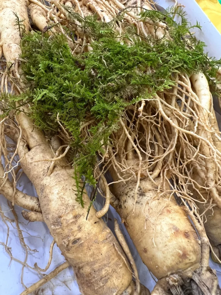 Sâm Hàn Quốc: Công dụng, cách dùng và đối tượng sử dụng 14 Z3459612160565_7eda6cf40453842675946bdd05641d8a