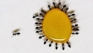 Z3390586718966_4ff4e0751f16d3f2ca33f5dd79ef2c7a