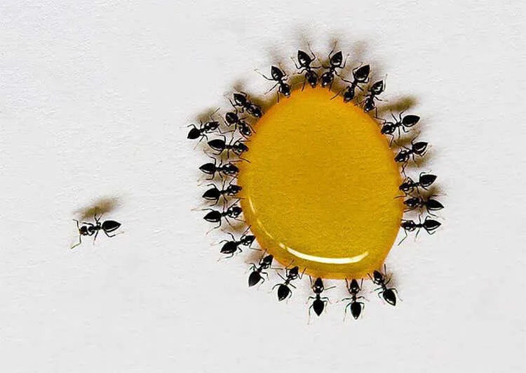 CÓ PHẢI MẬT ONG THẬT THÌ KHÔNG BỊ KIẾN BU 9 Image 68