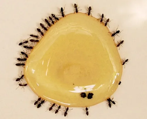 CÓ PHẢI MẬT ONG THẬT THÌ KHÔNG BỊ KIẾN BU 12 Image 71