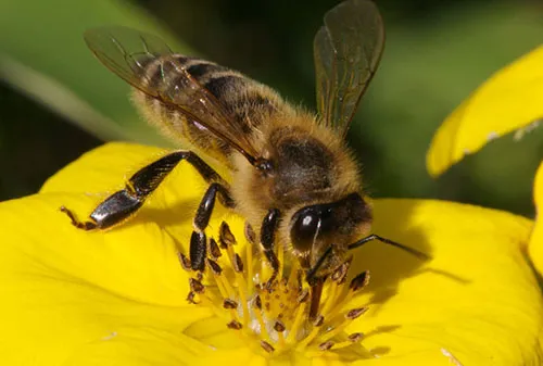 TẠI SAO MẬT ONG LẠI CÓ HIỆN TƯỢNG LÊN GA? MẬT ONG NHIỀU GA CÓ TỐT HAY KHÔNG? 20 Image 74