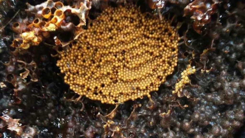 Tác Dụng “Thần Kỳ” Của Mật Ong Dú Không Phải Ai Cũng Biết 5 4 1698034216624302513089