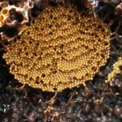 4 1698034216624302513089