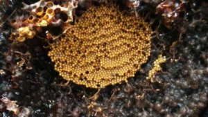 4 1698034216624302513089