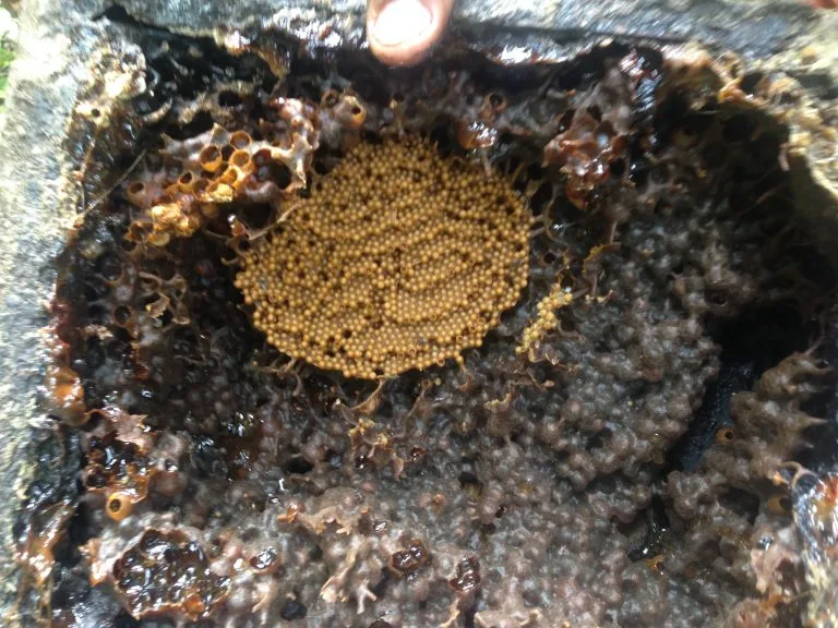 “Bật mí” một lít mật ong Dú có giá bao nhiêu 3 To Ong Du