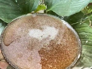 Z5686224044045_654478acab9fb77b1ed992a26ace3047