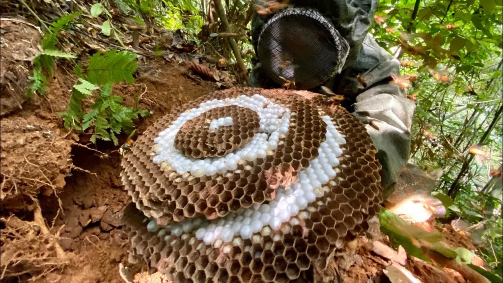 thu hoạch mật ong đất