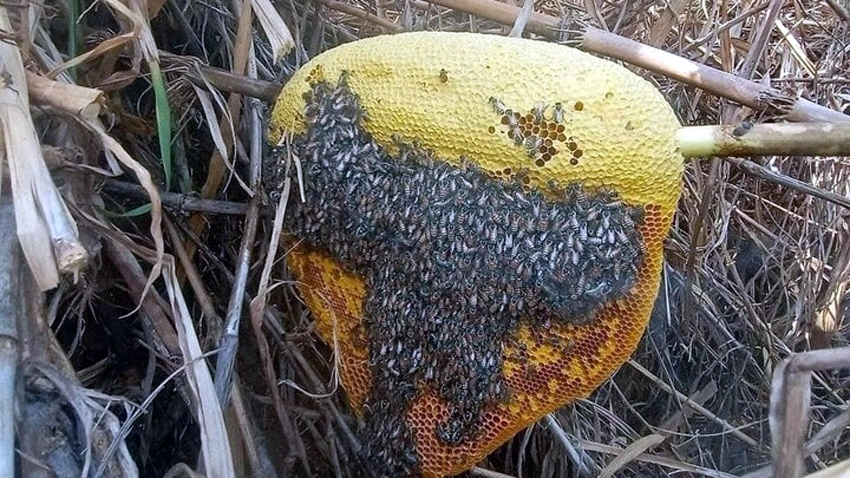 0192bc8a Ff65 7321 A960 9d5e63d9b4db