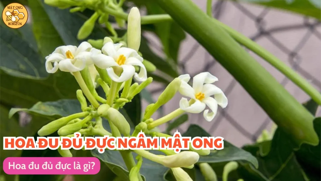 Hoa đu đủ đực ngâm mật ong có tác dụng gì 9 Hoa đu đủ đực là gì?