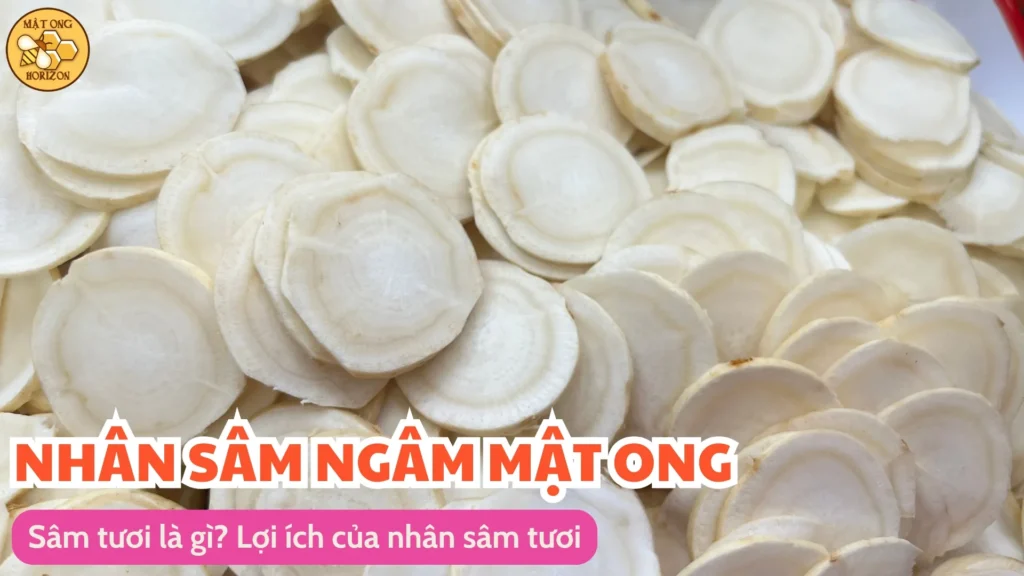 Sâm tươi ngâm mật ong có tác dụng gì 9 Sâm tươi là gì? Lợi ích của nhân sâm tươi