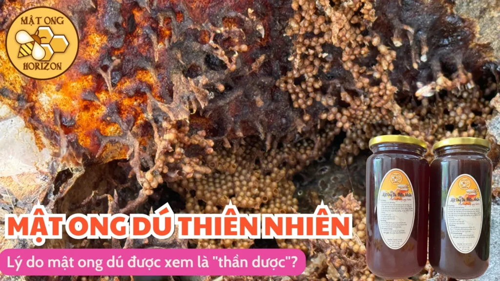 Lý do mật ong dú được xem là "thần dược"?