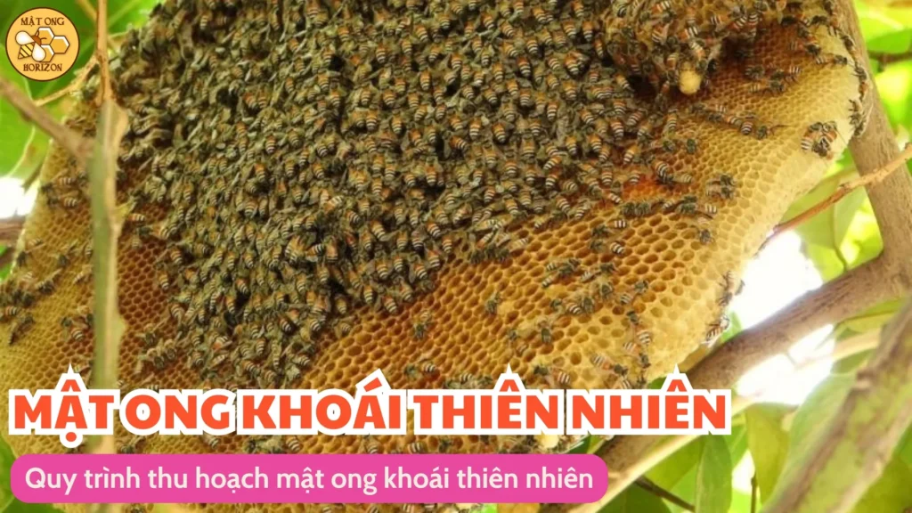 Mật ong khoái thiên nhiên ngon xuất sắc 9 Quy trình thu hoạch mật ong khoái thiên nhiên