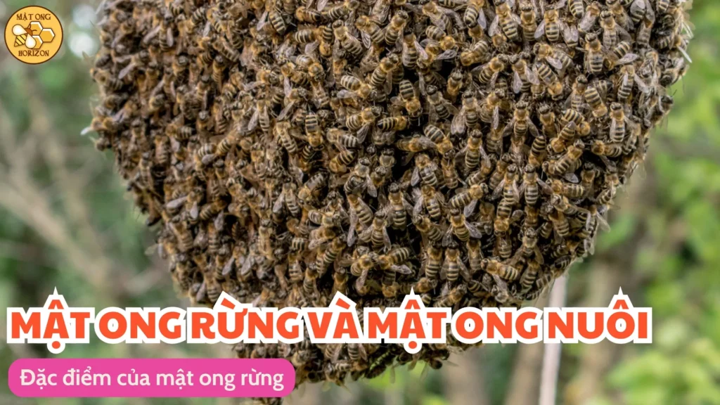 Nên chọn mật ong rừng hay mật ong nuôi? 9 Đặc điểm của mật ong rừng