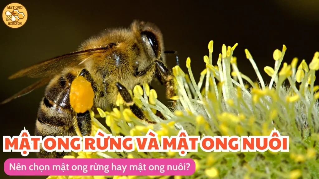 Nên chọn mật ong rừng hay mật ong nuôi? 12 Nên chọn mật ong rừng hay mật ong nuôi?