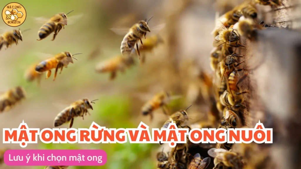 Nên chọn mật ong rừng hay mật ong nuôi? 13 Lưu ý khi chọn mật ong