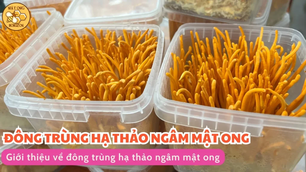 Đông trùng hạ thảo ngâm mật ong: Công dụng, cách làm và lưu ý khi sử dụng 9 Giới thiệu về đông trùng hạ thảo ngâm mật ong