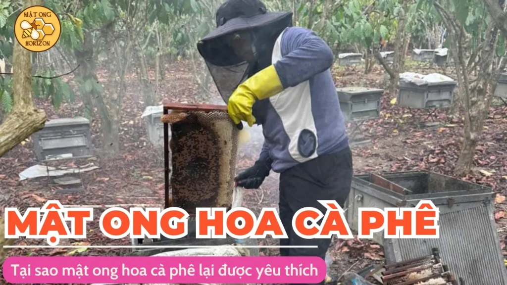 Tại sao mật ong hoa cà phê lại được yêu thích? Tất tần tật về lợi ích và cách sử dụng