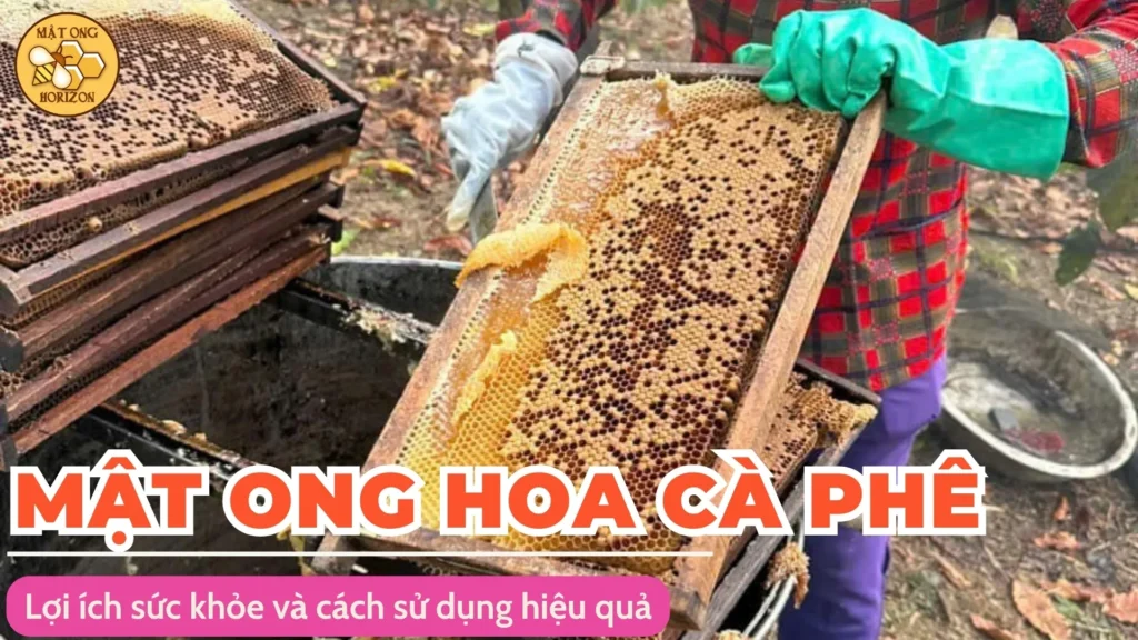 Mật ong hoa cà phê: Lợi ích sức khỏe và cách sử dụng hiệu quả