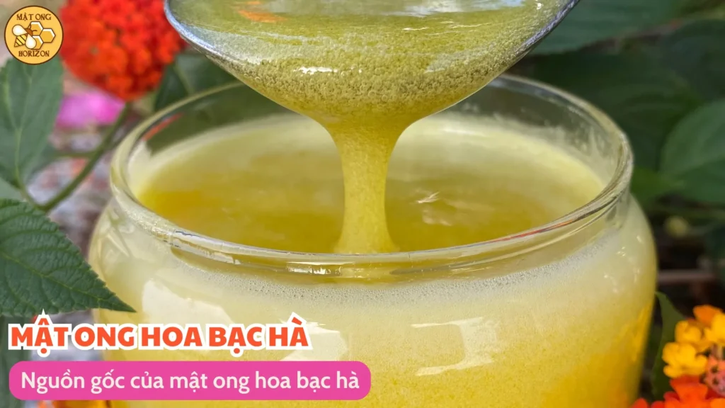 Nguồn gốc của mật ong hoa bạc hà