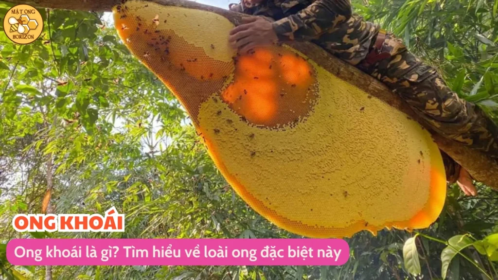Ong khoái là gì? Tìm hiểu về loài ong đặc biệt này