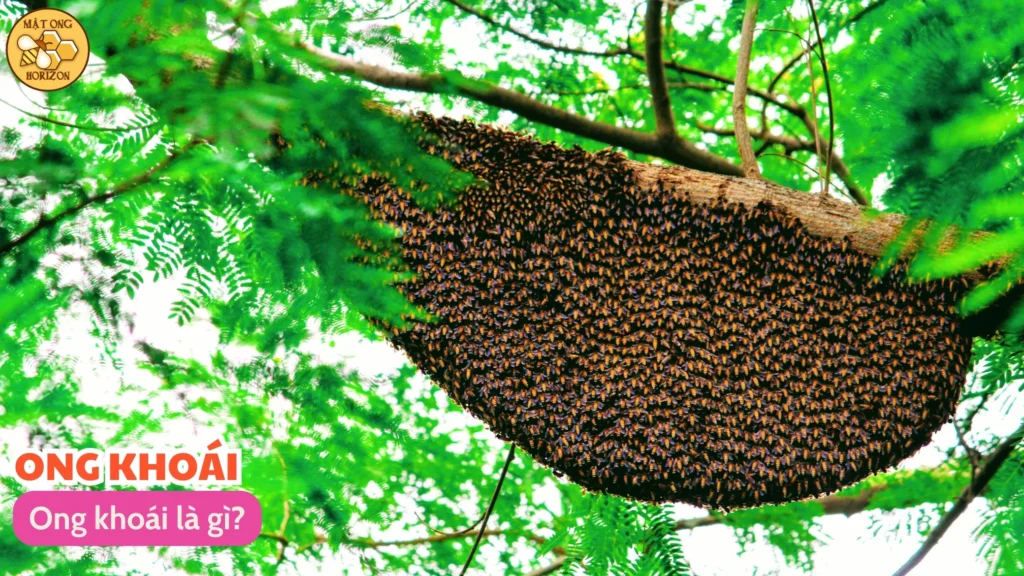 Mật ong khoái: Vị ngọt từ rừng xanh và những công dụng tuyệt vời 3 Ong khoái là gì?