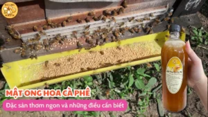 Mật ong hoa cà phê: Đặc sản thơm ngon và những điều cần biết