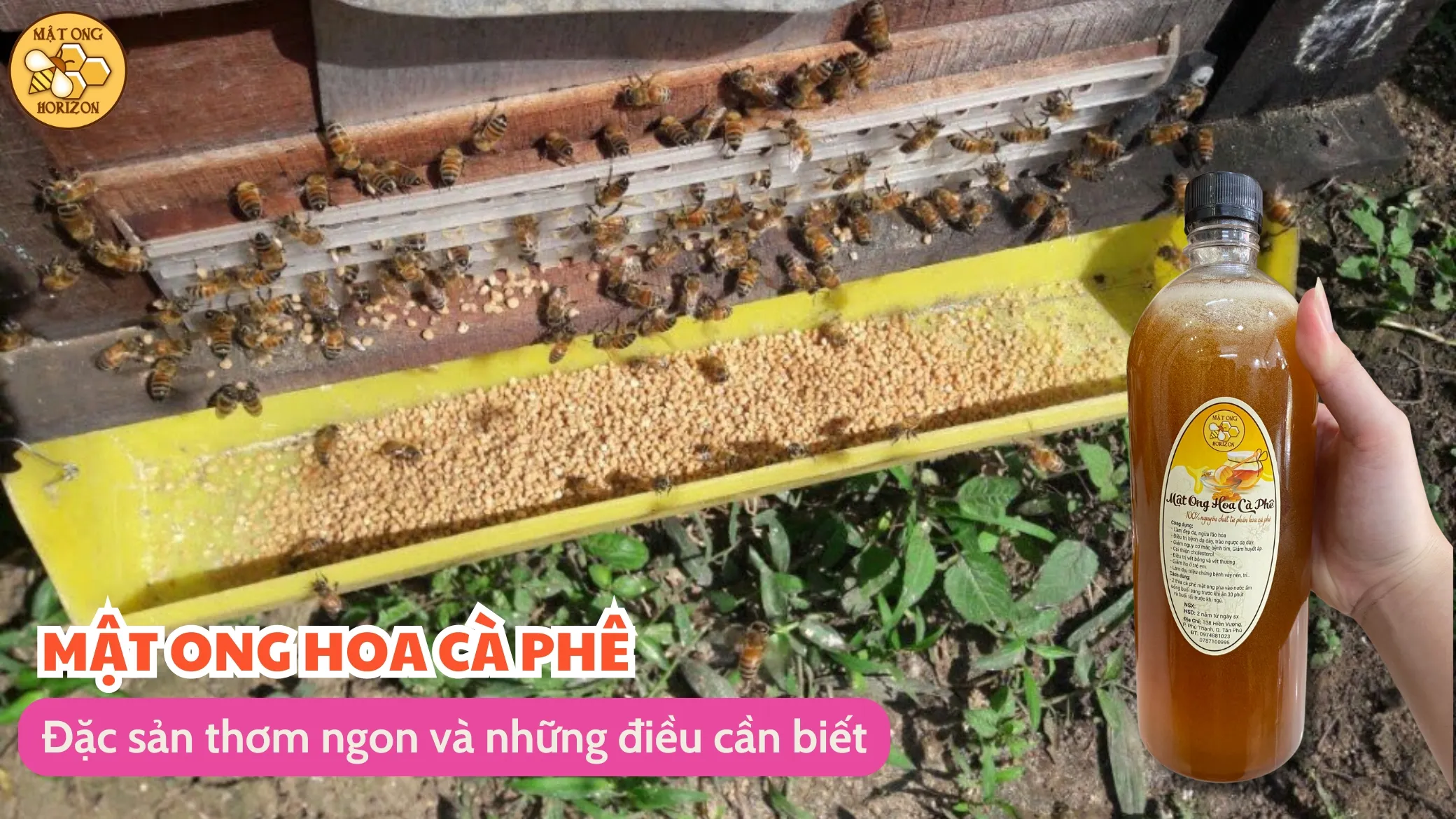 Mật ong hoa cà phê: Đặc sản thơm ngon và những điều cần biết