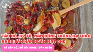 Táo đỏ kỷ tử đông trùng hạ thảo nhân sâm ngâm mật ong: "Bí kíp" bồi bổ sức khỏe toàn diện