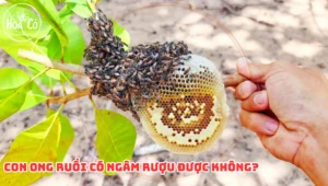 Con ong ruồi có ngâm rượu được không?